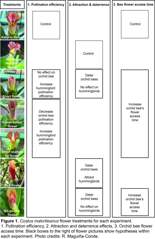 Figure 1. Malortieanus flower treatments