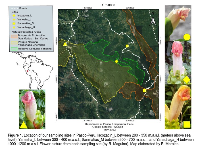 Figure 1. Map and flowers (version 4)